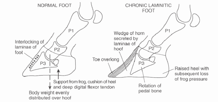 Understanding Laminitis (Founder)