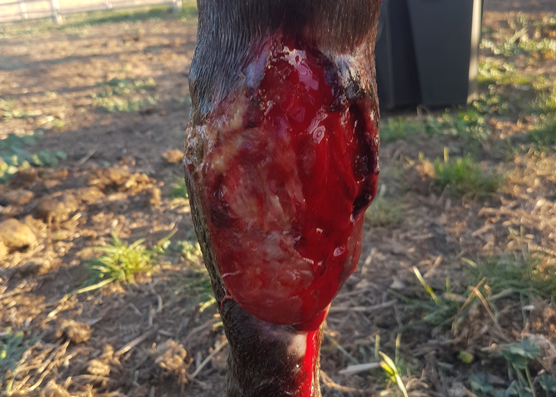 The ins and outs of wound healing