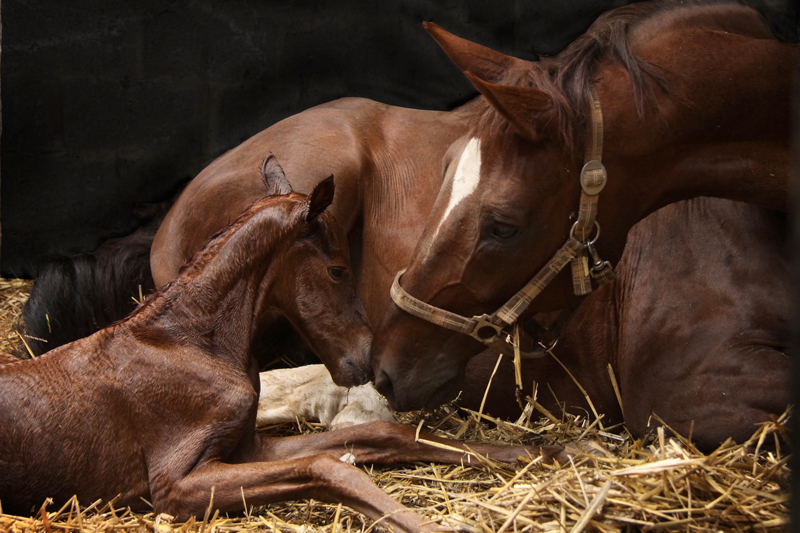 mare-foal_web