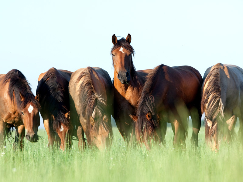 Equine Internal Parasites
