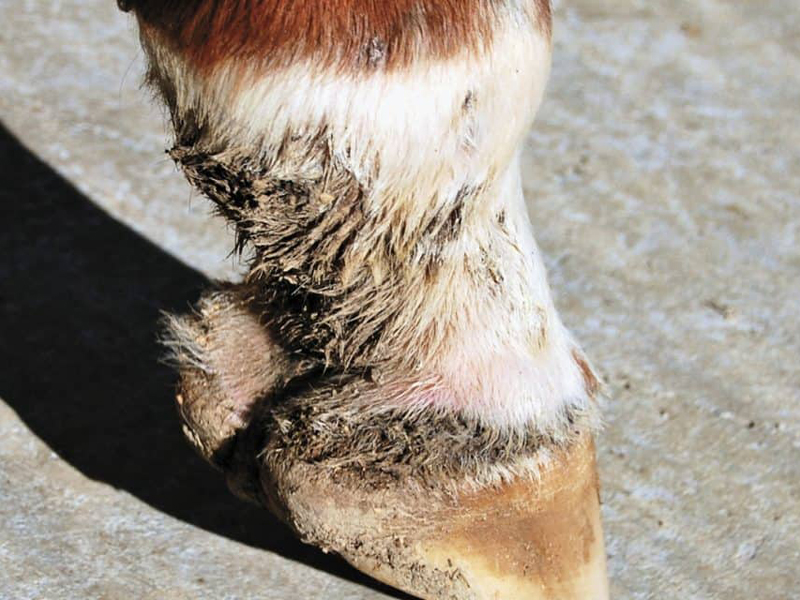 Pastern Dermatitis