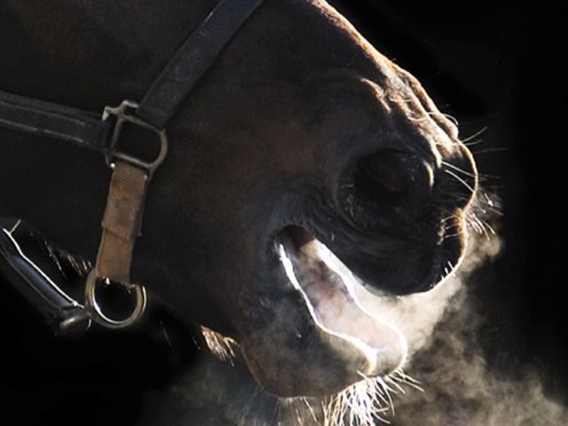 Equine Asthma