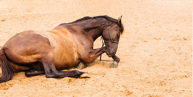 sand-colic-mobile-image