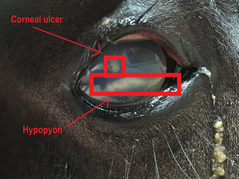 Case Study – Corneal ulceration and hypopyon