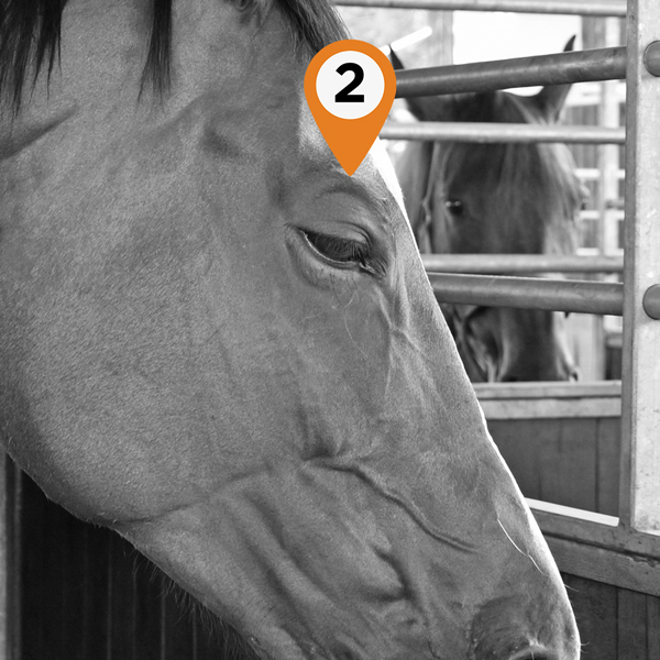 image-2-eyes