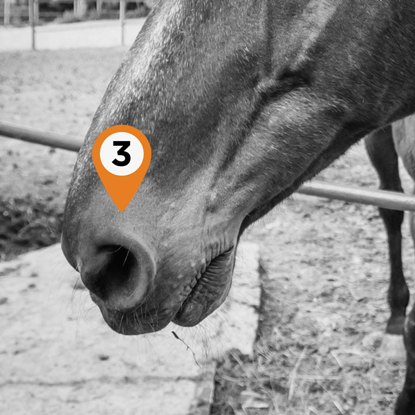 image-3-nostrils