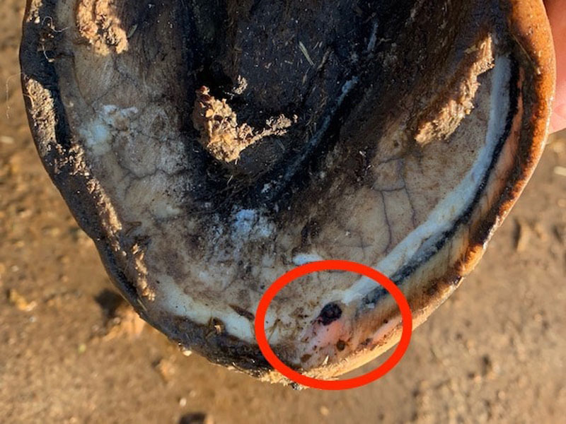 Hoof Abscesses are Common!