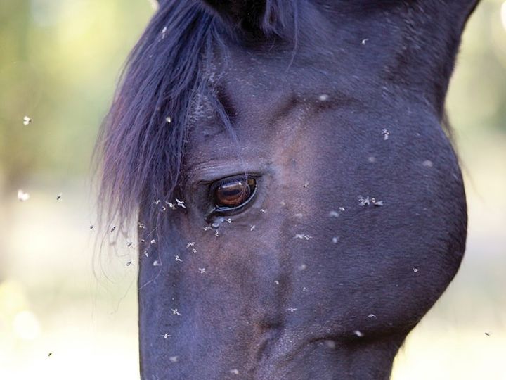 Japanese Encephalitis (JE) in Horses