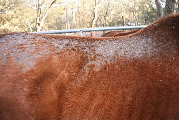 Dermatophilosis AKA ‘Rain Scald’